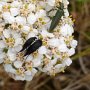 Blume mit Insekten am Wegesrand